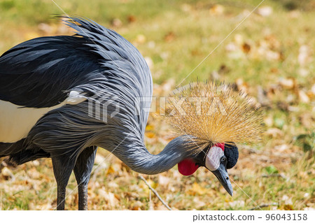 Close up shot of cute Black crowned crane 96043158