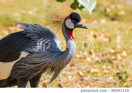 Close up shot of cute Black crowned crane 96043159