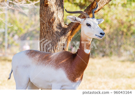 Close up shot of cute Dama gazelle Close up shot of cute Dama gazelle 96043164
