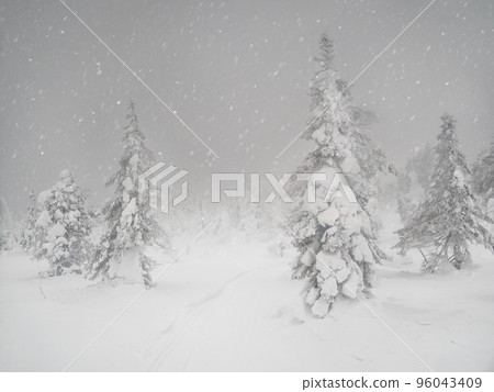 Soft focus. Poor visibility, blizzard, heavy snowstorm in the polar forest. Fabulous winter spruce forest in a blizzard. The snow-covered trees are barely visible through the snow shroud. Soft focus. Poor visibility, blizzard, heavy snowstorm in the polar forest. Fabulous winter spruce forest in a blizzard. The snow-covered trees are barely visible through the snow shroud. 96043409