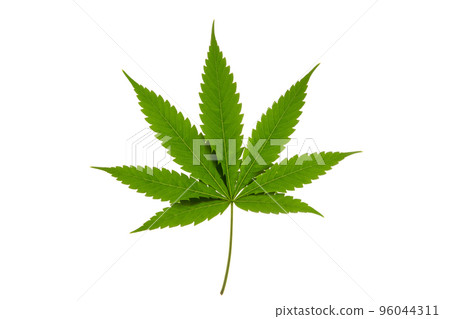 Green cannabis leaves isolated on white background. Growing medical marijuana. Horizontal photo. Green cannabis leaves isolated on white background. Growing medical marijuana. Horizontal photo. 96044311