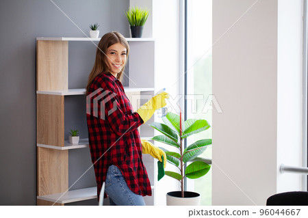 Woman hand wiping dust off green leaves of ficus lyrata. Woman hand wiping dust off green leaves of ficus lyrata. 96044667