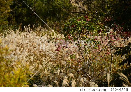 Mayumi no Mi 和 Susuki no Hara 96044826