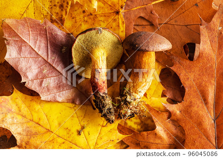 Autumn mushroom boletus on leaves. Top view. Autumn mushroom boletus on leaves. Top view. 96045086
