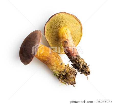 Autumn mushroom boletus isolated on white background. Autumn mushroom boletus isolated on white background. 96045087