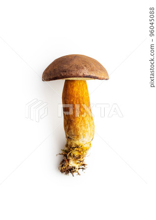 Autumn mushroom boletus isolated on white background. Autumn mushroom boletus isolated on white background. 96045088