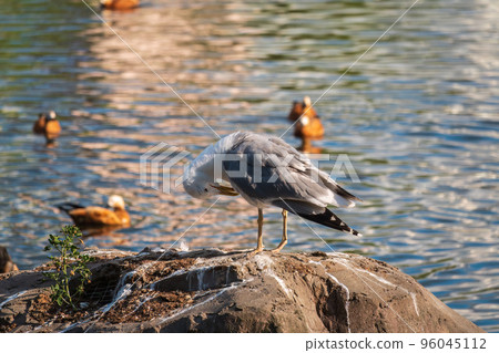 Seagull sits on stone cliff at the sea shore 96045112