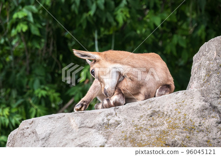Markhor goatlings jump on the rocks. Markhor, Capra falconeri 96045121