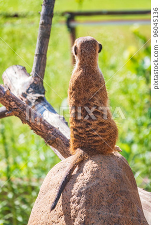 Meerkat, Suricata suricatta, on hind legs. Portrait of meerkat standing on hind legs with alert expression. Portrait of a funny meerkat sitting on its hind legs. Meerkat, Suricata suricatta, on hind legs. Portrait of meerkat standing on hind legs with alert expression. Portrait of a funny meerkat sitting on its hind legs. 96045136