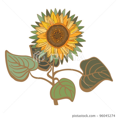 Vector floral illustration of sunflower with leaves isolated on white background. Vintage flower. 96045274