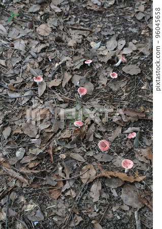 Mushrooms of the Russaceae family July 2022 Mushrooms of the Russaceae family July 2022 96045658