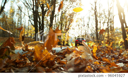 Detail of flying dry leaves in forest. Detail of flying dry leaves in forest. 96045927