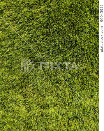 Background of a green grass. Texture green lawn Background of a green grass. Texture green lawn 96045932