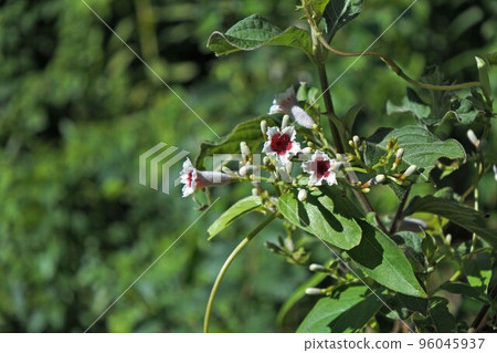 Hexokazura flower/September 2022 96045937