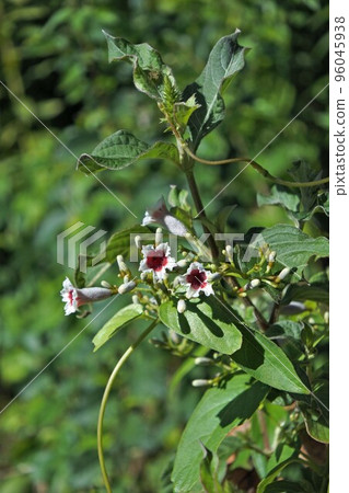 Hexokazura flower/September 2022 Hexokazura flower/September 2022 96045938