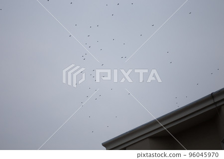 Flock of birds flying over San Francisco 96045970