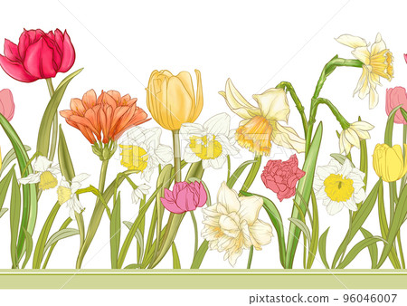 White daffodils and tulips flowers, the early spring flowers. 96046007