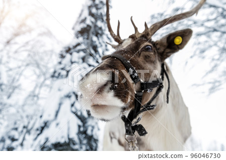 Close-up funny portrait of northern reindeer with massive antlers and fluffy furry nose covered by snow icicles hoarfrost against cold snowy Finland forest tree woods. Cute animal in winter otdoors 96046730
