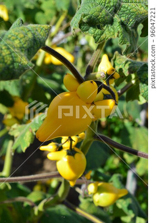 field tsunonasu (horned eggplant) field tsunonasu (horned eggplant) 96047221