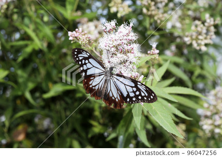 栗虎蝶在藤間花上吮吸花蜜 栗虎蝶在藤間花上吮吸花蜜 96047256