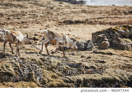 Reindeers living in Iceland 96047344