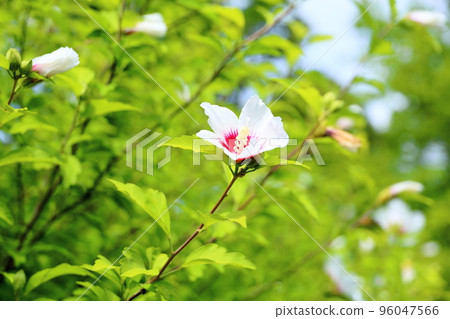 Fuyo flowers 96047566