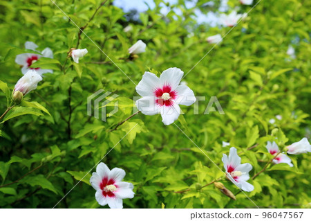 Fuyo flowers 96047567