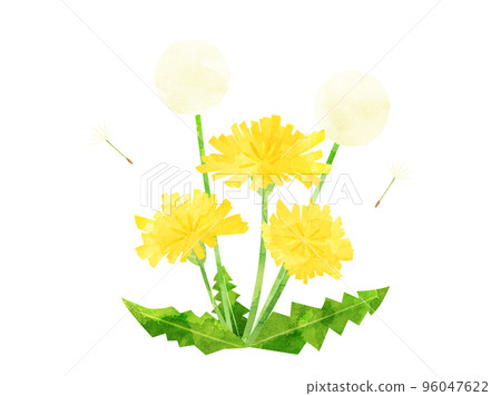 Illustration of a dandelion processed in a watercolor style Version with fluff 96047622