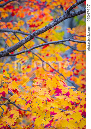 Autumn Takinoue Park in Hokkaido Autumn Takinoue Park in Hokkaido 96047697