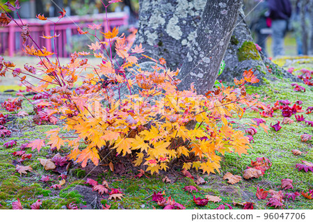 Autumn Takinoue Park in Hokkaido Autumn Takinoue Park in Hokkaido 96047706