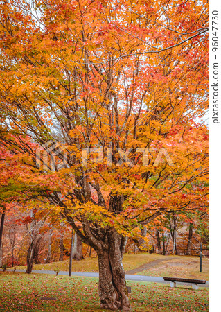 Autumn Takinoue Park in Hokkaido Autumn Takinoue Park in Hokkaido 96047730