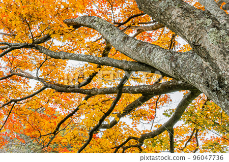 Autumn Takinoue Park in Hokkaido Autumn Takinoue Park in Hokkaido 96047736