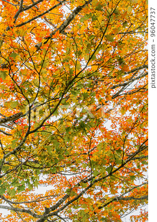 Autumn Takinoue Park in Hokkaido Autumn Takinoue Park in Hokkaido 96047737