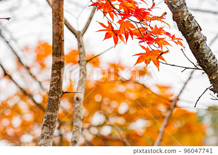 Autumn Takinoue Park in Hokkaido Autumn Takinoue Park in Hokkaido 96047741