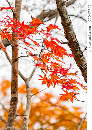 Autumn Takinoue Park in Hokkaido Autumn Takinoue Park in Hokkaido 96047742