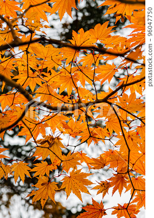 Autumn Takinoue Park in Hokkaido Autumn Takinoue Park in Hokkaido 96047750