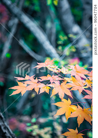 Autumn Takinoue Park in Hokkaido Autumn Takinoue Park in Hokkaido 96047784