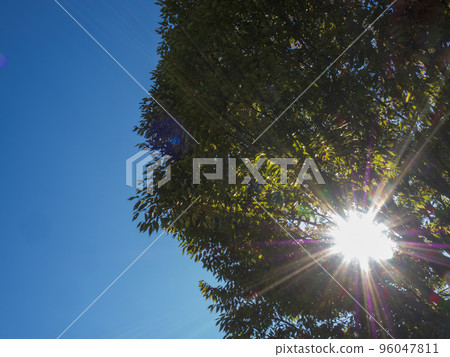 Blue sky and tree and sun Blue sky and tree and sun 96047811
