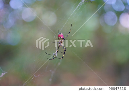 Nephila spider Nephila spider 96047818