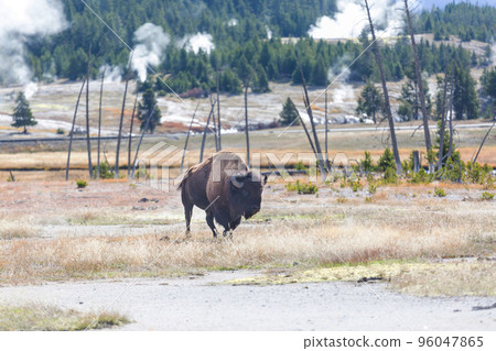 Buffalo 96047865