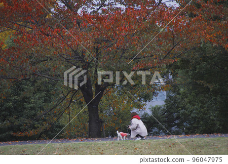 A woman walks with her puppy, reaching for red fallen leaves 96047975