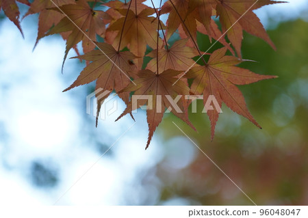 Acer palmatum 染成紅色 96048047