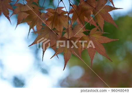 Acer palmatum 染成紅色 Acer palmatum 染成紅色 96048049