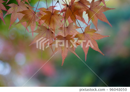 Acer palmatum 染成紅色 Acer palmatum 染成紅色 96048050