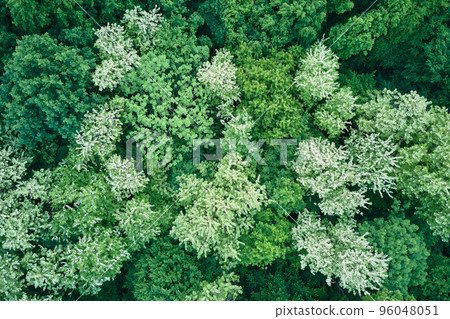 Top down flat aerial view of dark lush forest with blooming green trees canopies in spring 96048051