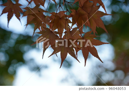 Acer palmatum 染成紅色 Acer palmatum 染成紅色 96048053
