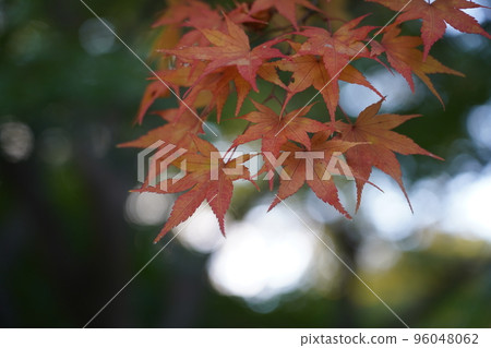 Acer palmatum 染成紅色 Acer palmatum 染成紅色 96048062