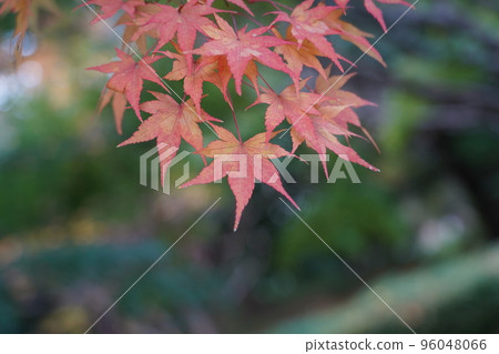 Acer palmatum 染成紅色 Acer palmatum 染成紅色 96048066