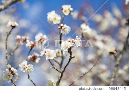 白梅花映襯藍天 白梅花映襯藍天 96048445
