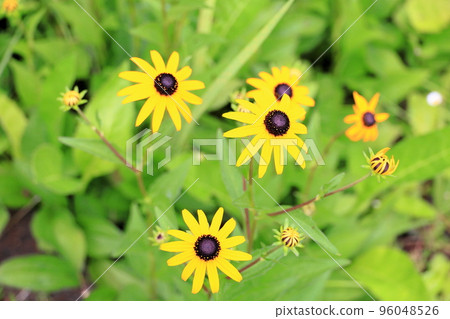 Rudbeck flowers Rudbeck flowers 96048526